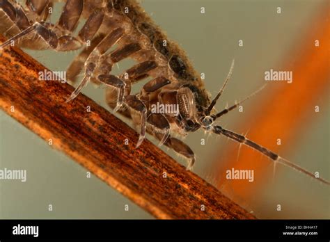 Asellus aquaticus, close-up, Sweden Stock Photo - Alamy