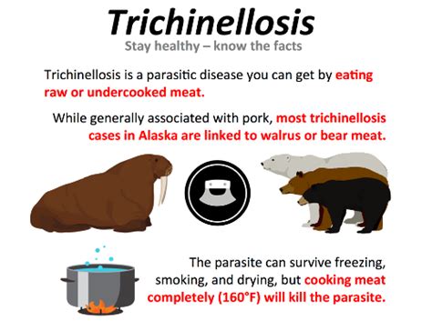 CDC reports 2 trichinellosis outbreaks traced to walrus meat | Food ...