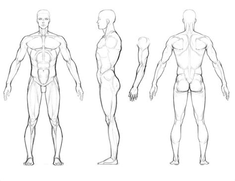 Pin by tatiana montaño on dibujar | Sketches, Human anatomy drawing, Male body drawing