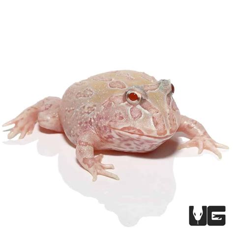 Gorgeous Mutant Albino Sunburst Pacman Frogs for sale at the lowest ...