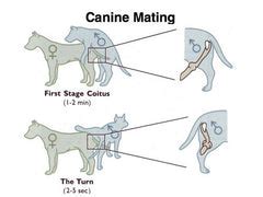 Whelping Timeline - EZwhelp