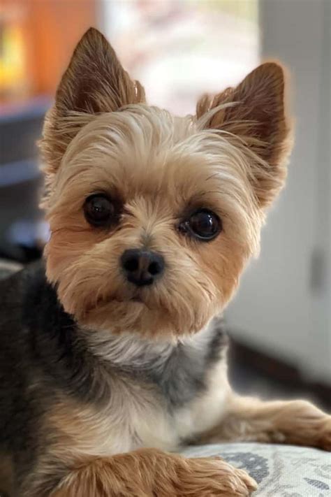 Pin by Jane Thompson on Morkies | Morkie haircuts, Morkie puppies ...