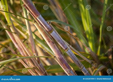 Sugarcane Crop is Ready To Harvest, Stock Photo - Image of drink ...