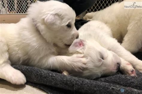 Brown: Great Pyrenees puppy for sale near Fredericksburg, Virginia ...