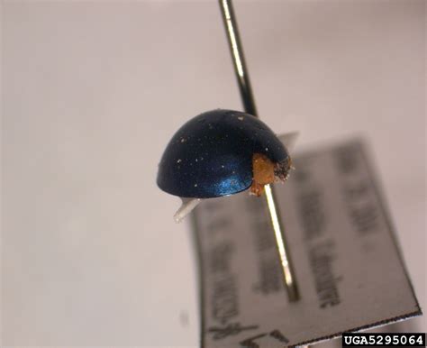 metallic blue lady beetle (Curinus coeruleus)