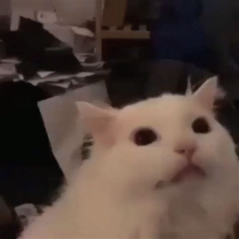 Cursed Cat Meme Gif - kropkowe-kocie