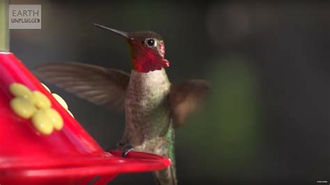 Hummingbirds in Slow Motion! | Earth Unplugged - YouTube