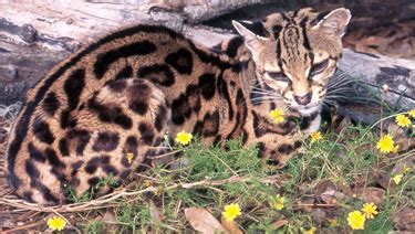 Margay of Big Cat Rescue - Big Cat Rescue