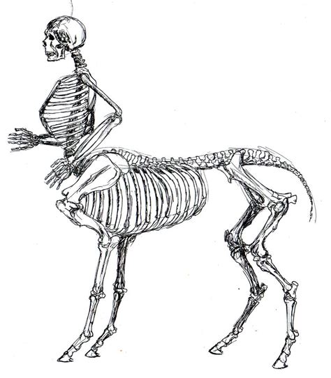 Skeletal Centaur Anatomy study by tursiart on DeviantArt