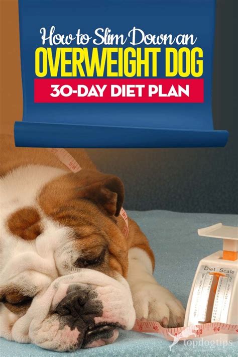 How to Slim Down an Overweight Dog [30-Day Diet Plan]