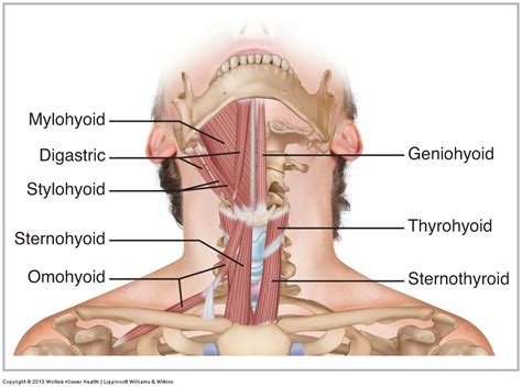 Hyoid Group - Learn Muscles