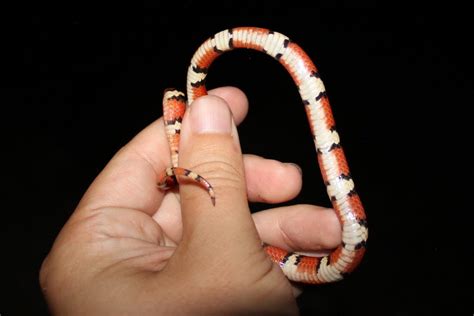 Scarlet Kingsnake – Florida Snake ID Guide