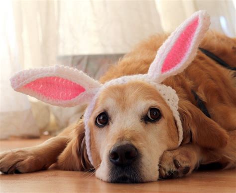 Bunny Ears for Dogs | pawsomecrochet | Easter pets, Easter pet photos ...