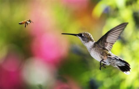 🔥 [46+] Hummingbird Wallpapers HD | WallpaperSafari