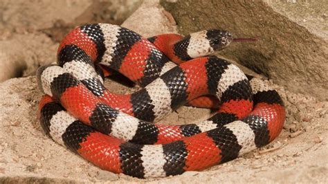 How dangerous is a black snake with two yellow stripes? - Quora