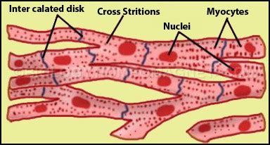 Cardiac Muscle Structure