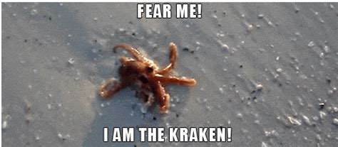 Squid GIF by Cheezburger - Find & Share on GIPHY