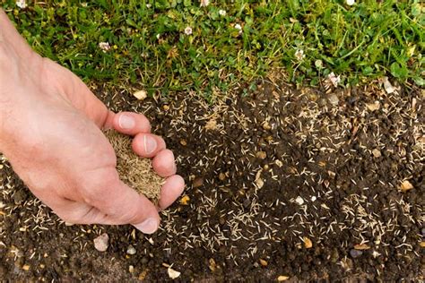 When is the best and worst time to seed your lawn? | GreenAce Lawn Care, Inc