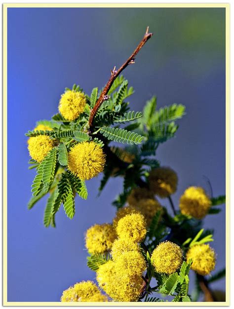 Mesquite Blossoms | Mesquite, Blossom, Plants