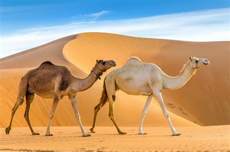 Horses vs. Camels: What Are the Differences and Their Uses?