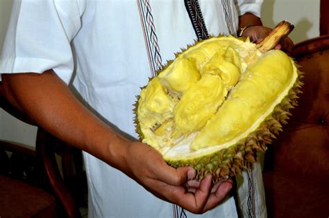 KEBUN DURIAN CANDIMULYO: PANEN RAYA DURIAN MONTONG CANDIMULYO di "Setra ...