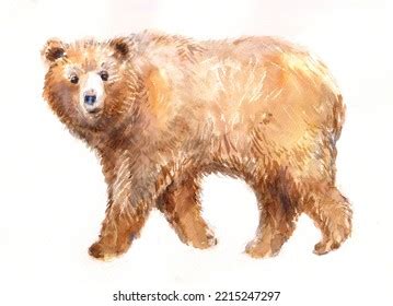 Brown Bear Watercolor Sketch Illustration Isolated Stock Illustration 2215247297 | Shutterstock