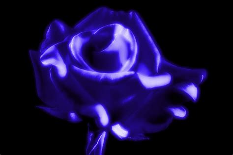 Rose In Blue Free Stock Photo - Public Domain Pictures