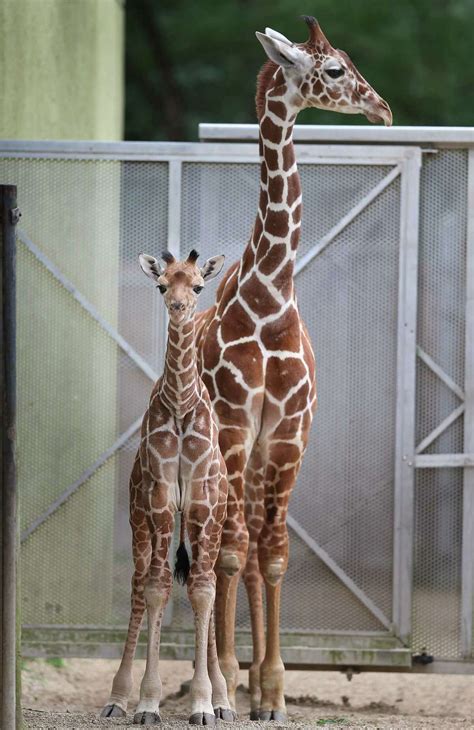 Baby giraffe at zoo