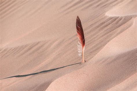 Cardinal Feather Spiritual Meaning