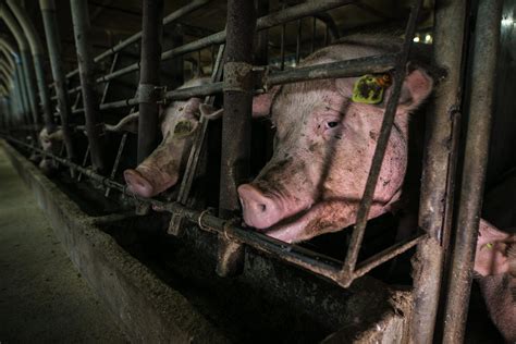 Factory Farming: What It Is and Why It's a Problem