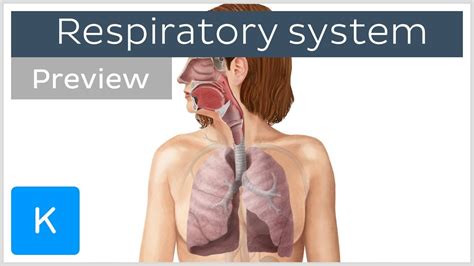 Organs of the respiratory system (preview) - Human Anatomy | Kenhub ...