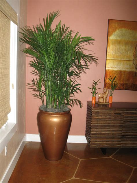 Low Maintenance Plants Indoor Palm