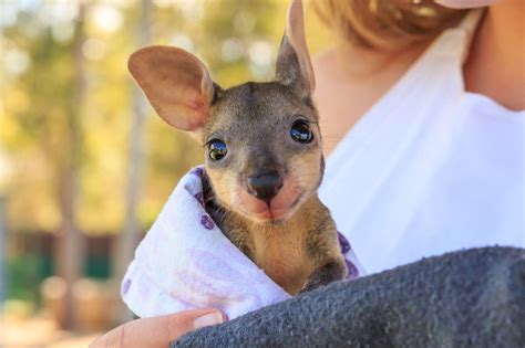 Kangaroo joey : aww