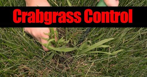 Crabgrass Control the Dry Way