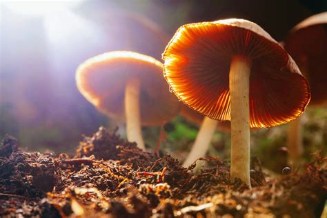 Scientists learn why psilocybin mushrooms make you hallucinate - Earth.com