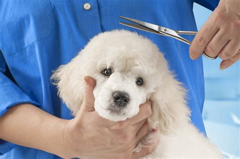 Are Poodles Easy To Groom