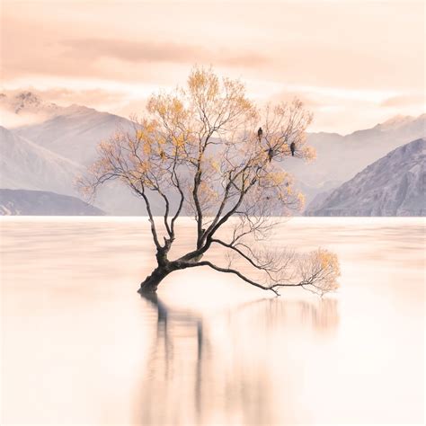 The Wanaka Tree, New Zealand