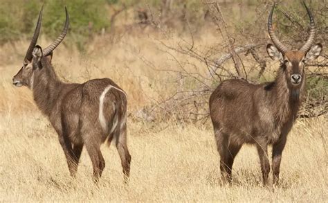 The Waterbuck: What Are They and Where to Find Them? – The Safari World