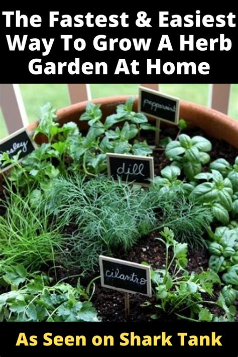 Best Way To Grow A Herb Garden | Container gardening vegetables, Herbs ...