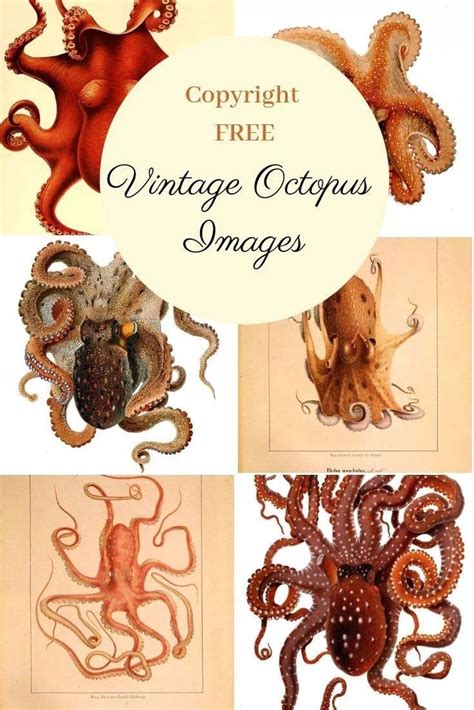 A wonderful collection of vintage octopus illustrations. Both beautiful colour octopus prints ...