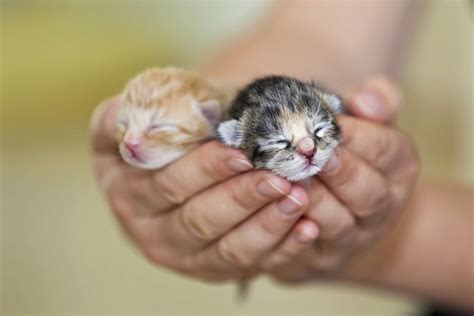 Le développement des chatons au cours des six premières semaines de leur vie