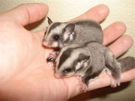 Sugar Glider Size Baby Sugar Glider Size How Big are Sugar Gliders