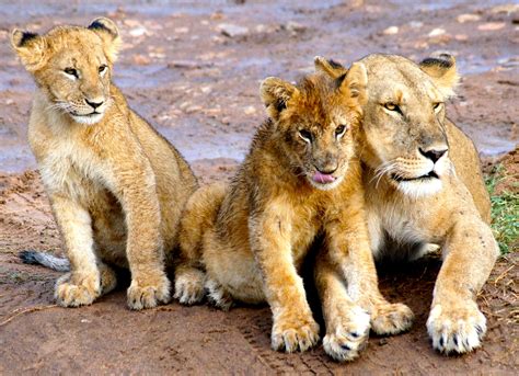 Lioness and her cubs | Lioness, Lion, Africa