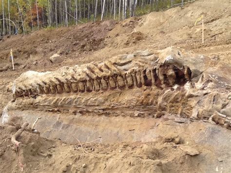 Massive dinosaur fossil unearthed by Alberta pipeline crew | CBC News