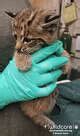 Rarely seen solo bobcat kitten rescued by hiker near Sausalito