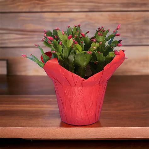 Christmas Cactus | Bella Vita Flowers