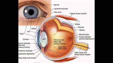 Function Of The Eye Parts - YouTube