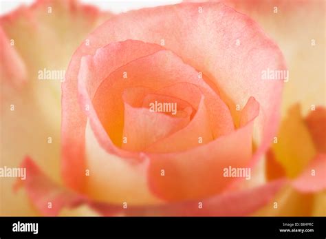 pink yellow white ROSE bouquet flower on white background original tini fragrance aroma aromatic ...