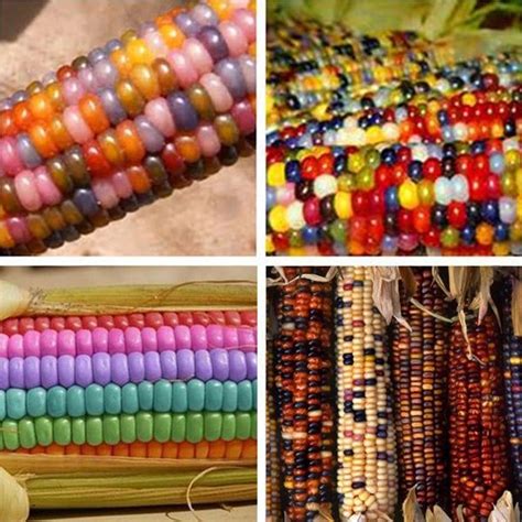 Sweet Rainbow Corn Seeds | Corn seed, Rainbow corn, Corn