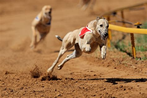 What are the animal welfare issues with greyhound racing? – RSPCA ...